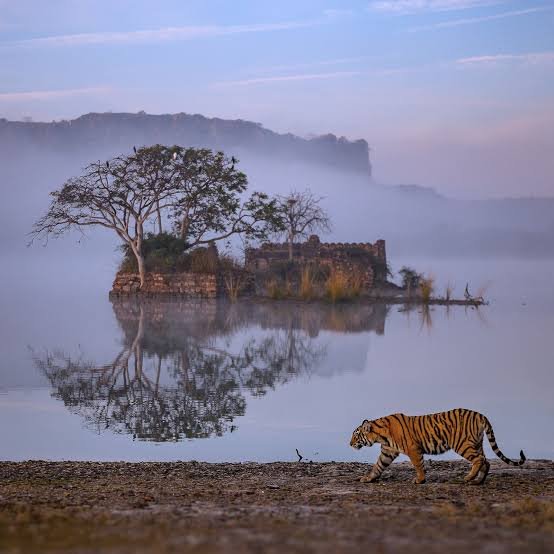 Ranthambore Fort and forest landscape