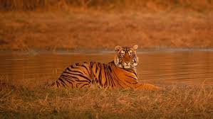 Safari jeep and tiger encounter