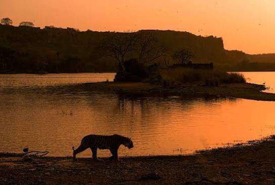 Wildlife scene